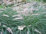 green Ornamental Plants Chinese fountain grass, Pennisetum cereals Photo