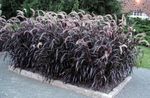 vinoso Plantas Decorativas Hierba Fuente Chino, Pennisetum cereales Foto