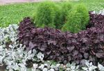 Photo Beef steak Plant Leafy Ornamentals description