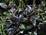 dunkel-grün Dekorative Pflanzen Basilikum dekorative-laub, Ocimum basilicum Foto