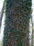 groen Sierplanten Engels Klimop, Gemeenschappelijke Klimop lommerrijke sierplanten, Hedera foto