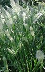 Annual Beard-grass, Annual Rabbitsfoot Grass