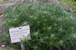 green Ornamental Plants Mugwort dwarf leafy ornamentals, Artemisia Photo