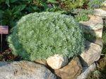 silfurgljáandi skraut plöntur Mugwort Dvergur ferskt ornamentals, Artemisia mynd