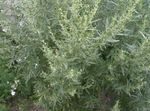 Photo Wormwood, Mugwort Cereals description