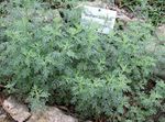 ვერცხლისფერი დეკორატიული მცენარეები Wormwood, Mugwort მარცვლეული, Artemisia სურათი