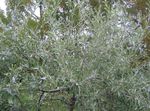 Photo Pendulous willow-leaved pear, Weeping silver pear description