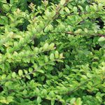 verde Le piante ornamentali Caprifoglio Arbustiva, Scatola Caprifoglio, Caprifoglio Boxleaf, Lonicera nitida foto