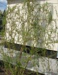 მწვანე დეკორატიული მცენარეები Willow, Salix სურათი
