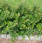 Foto Hedge Cotoneaster, Europæiske Cotoneaster beskrivelse