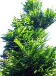 žalias Dekoratyviniai Augalai Dawn Redwood, Metasequoia Nuotrauka