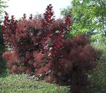 vinoso Plantas Decorativas Smoketree, Cotinus Foto