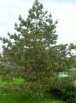 roheline Dekoratiivtaimede Mänd, Pinus Foto