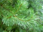 зялёны Дэкаратыўныя Расліны Хвоя, Pinus фота