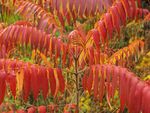 қызыл Сәндік өсімдіктер Пушистый Sumac Немесе Staghorned (Сірке Ағаш), Rhus typhina Фото