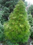 Japanese Umbrella Pine