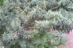 Photo English yew, Canadian Yew, Ground Hemlock description
