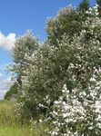 silvery Ornamental Plants Cottonwood, Poplar, Populus Photo