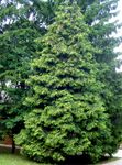 სურათი Thuja აღწერა