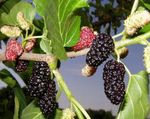 grön Dekorativa Växter Mulberry, Morus Fil