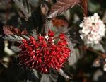 бордовий Декоративні Рослини Пузиреплодник Калінолістний, Physocarpus opulifolius Фото