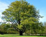 Common Beech, European Beech