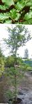 zielony Dekoracyjne Rośliny Buk Pospolity, Buk, Fagus sylvatica zdjęcie