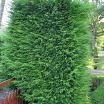 kuva Leyland Cypress tuntomerkit