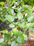 chiaro-verde Le piante ornamentali Faggio Antartico, Nothofagus antarctica foto