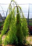 ღია მწვანე დეკორატიული მცენარეები Bald Cypress, Taxodium distichum სურათი