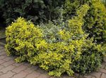 amarelo Plantas Ornamentais Euonymus foto