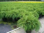 Siberian Carpet Cypress