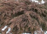 grænt skraut plöntur Siberian Teppi Cypress, Microbiota decussata mynd
