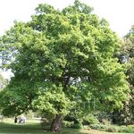 vert des plantes décoratives Chêne, Quercus Photo