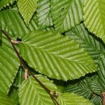 зелен Декоративни растения Габър, Carpinus betulus снимка