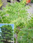 verde Le piante ornamentali Pianta Del Caffè Kentucky, Gymnocladus dioicus foto