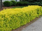 jaune des plantes décoratives Troène, Le Troène Or, Ligustrum Photo
