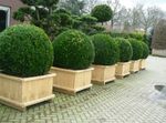 tumši zaļš Dekoratīvie Augi Buksuss, Buxus Foto