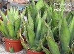 bijela Američko Stoljeće Biljka, Pita, Šiljcima Aloe sukulenti, Agave Foto