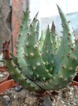 kırmızı Kapalı bitkiler Aloe etli fotoğraf
