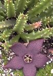 purpurs Maita Augs, Zvaigzne Ziedu, Starfish Kaktuss sulīgs, Stapelia Foto