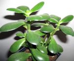 weiß Topfpflanzen Crassula sukkulenten Foto
