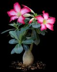 rožinis Vidinis augalai Desert Rose sultingas, Adenium Nuotrauka