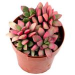 ροζ Εσωτερικά φυτά Anacampseros παχύφυτα φωτογραφία