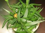 geel Kamerplanten Bergeranthus Schwant sappig foto