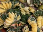 rose des plantes en pot Ailes Néerlandais, Avocats Langue, Gasteria Photo