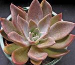 pink Spøgelse Plante, Mor-Of-Pearl Plante saftige, Graptopetalum Foto