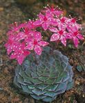 pink Ghost Plant, Mother-of-Pearl Plant succulent, Graptopetalum Photo