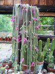 rožinis Vidinis augalai Žiurkė Uodega Kaktusas, Aporocactus Nuotrauka