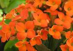 laranja Plantas de Interior Kalanchoe suculento foto